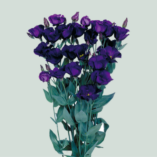 Eustoma Piccolo Violet (10 Stems)