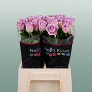 Rose - Rosa - Lovely Aqua