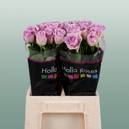 Rose - Rosa - Lovely Aqua