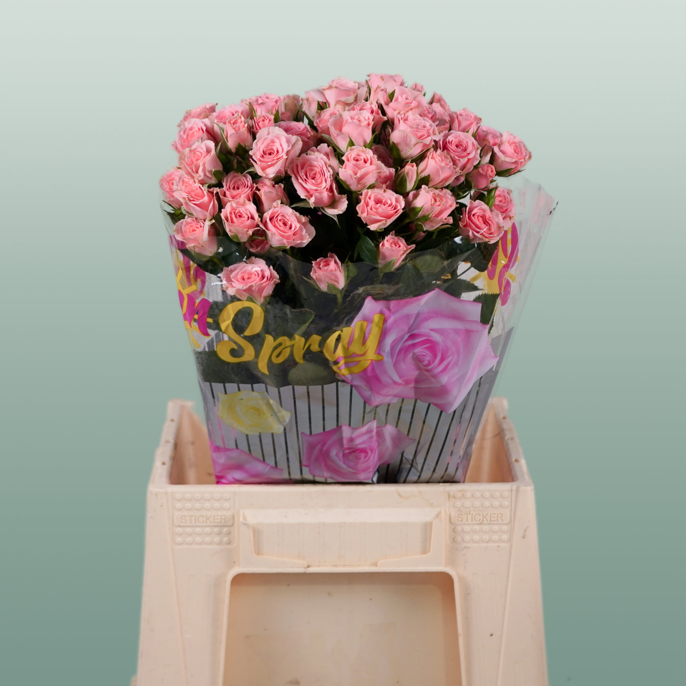 Spray Rose Lydia