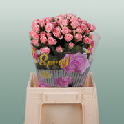 Spray Rose - Rosa - Lydia