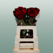 Rose - Rosa - Madam Red
