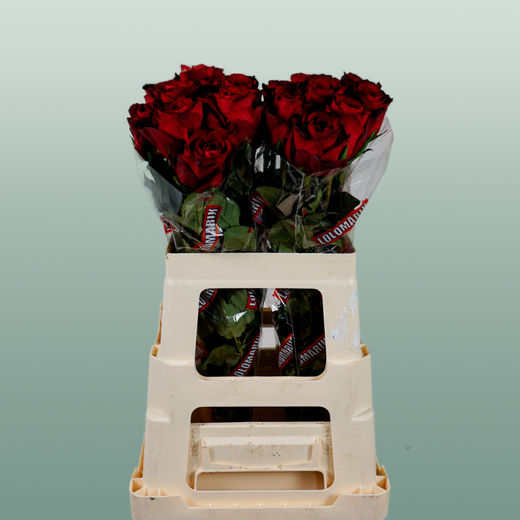 Rose - Rosa - Madam Red