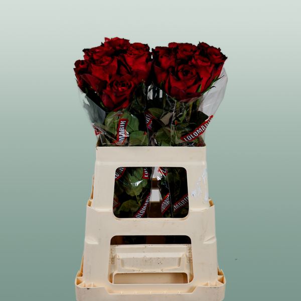 Rose Madam Red (20 Stems)