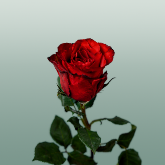 Rose Madam Red (20 Stems)