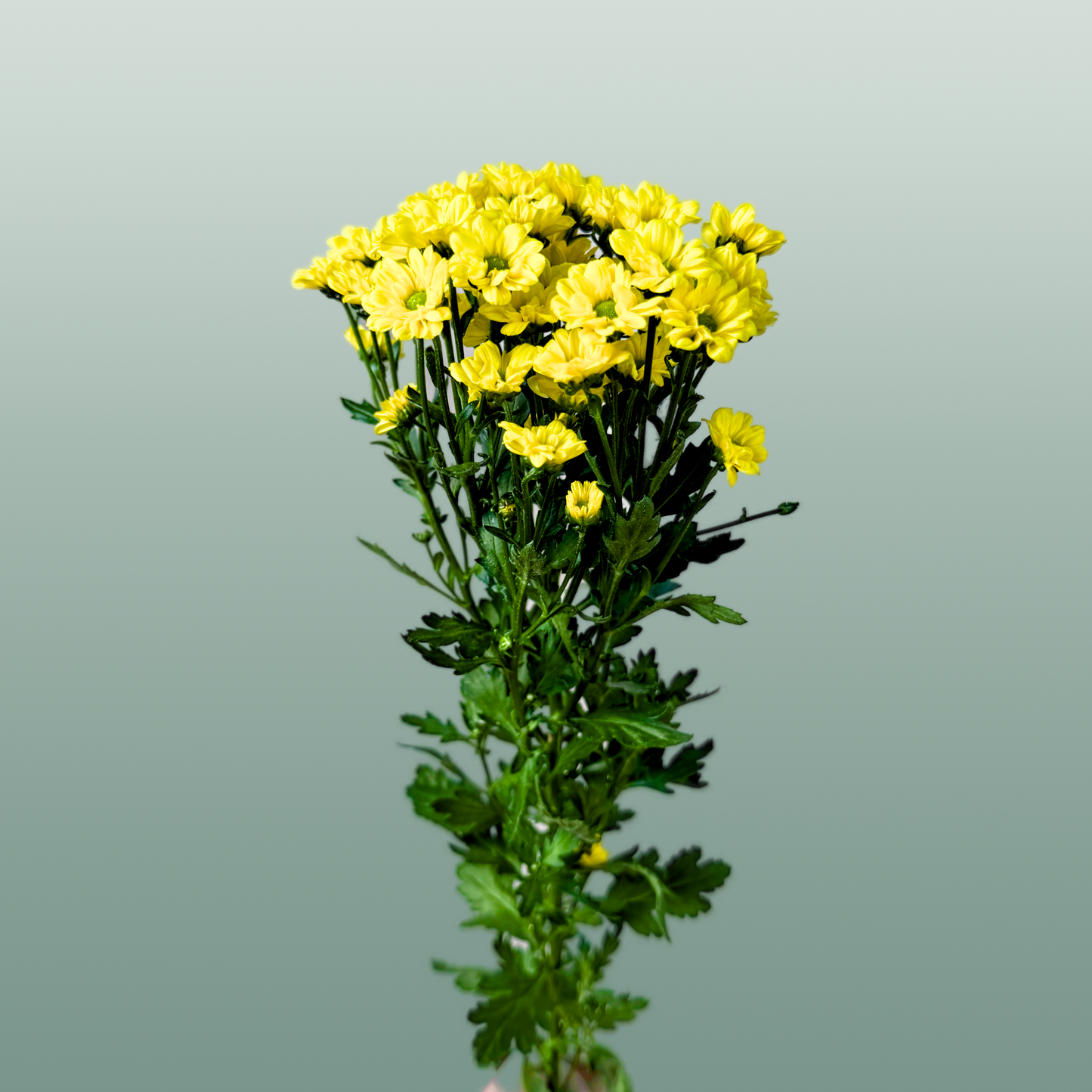 Chrysanthemum Santini Madiba Ringa (25 Stems)