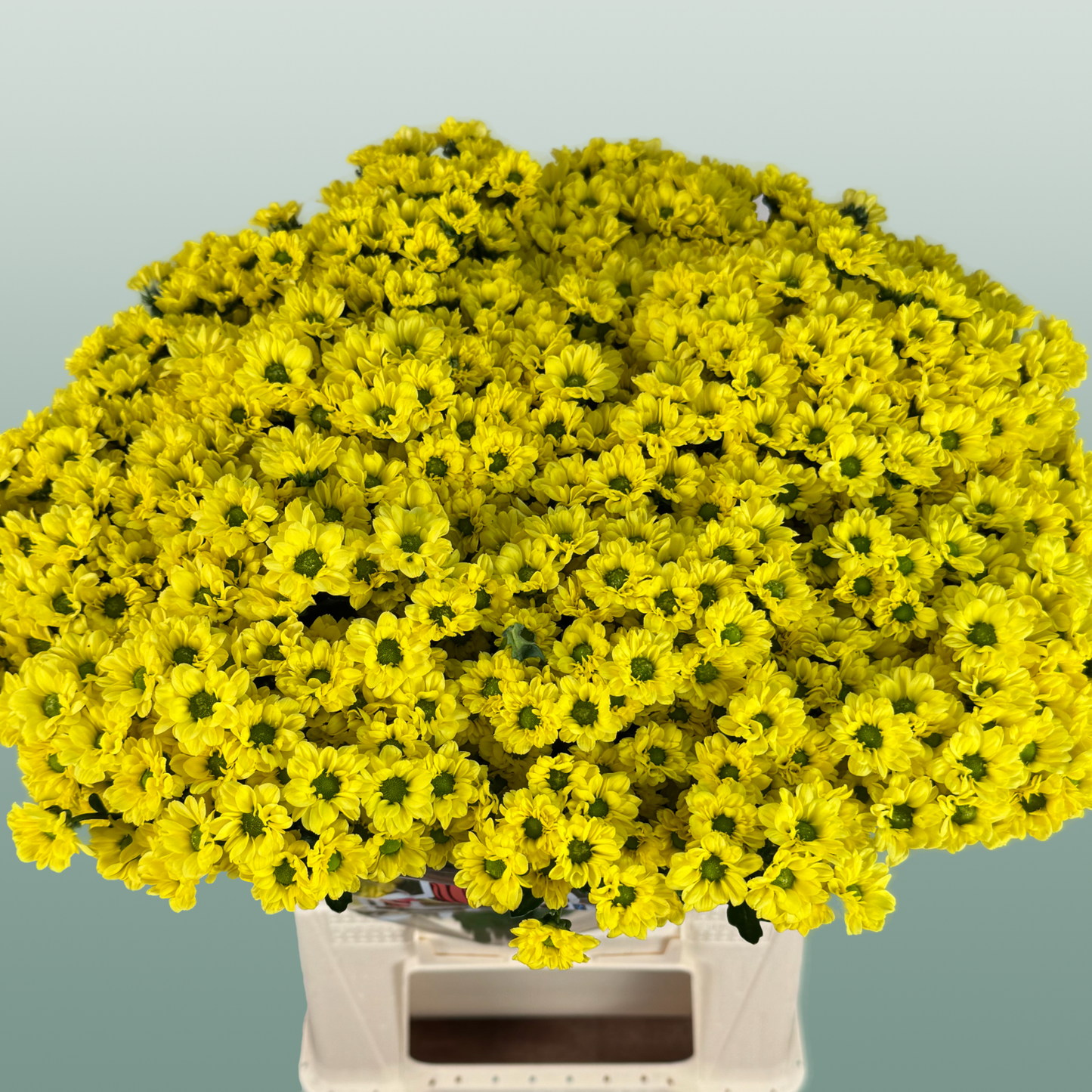 Chrysanthemum Santini Madiba Ringa (25 Stems)
