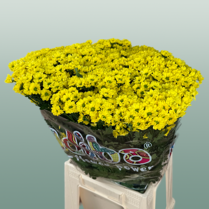 Chrysanthemum Santini Madiba Ringa (25 Stems)
