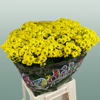 Chrysanthemum Santini Madiba Ringa (25 Stems)