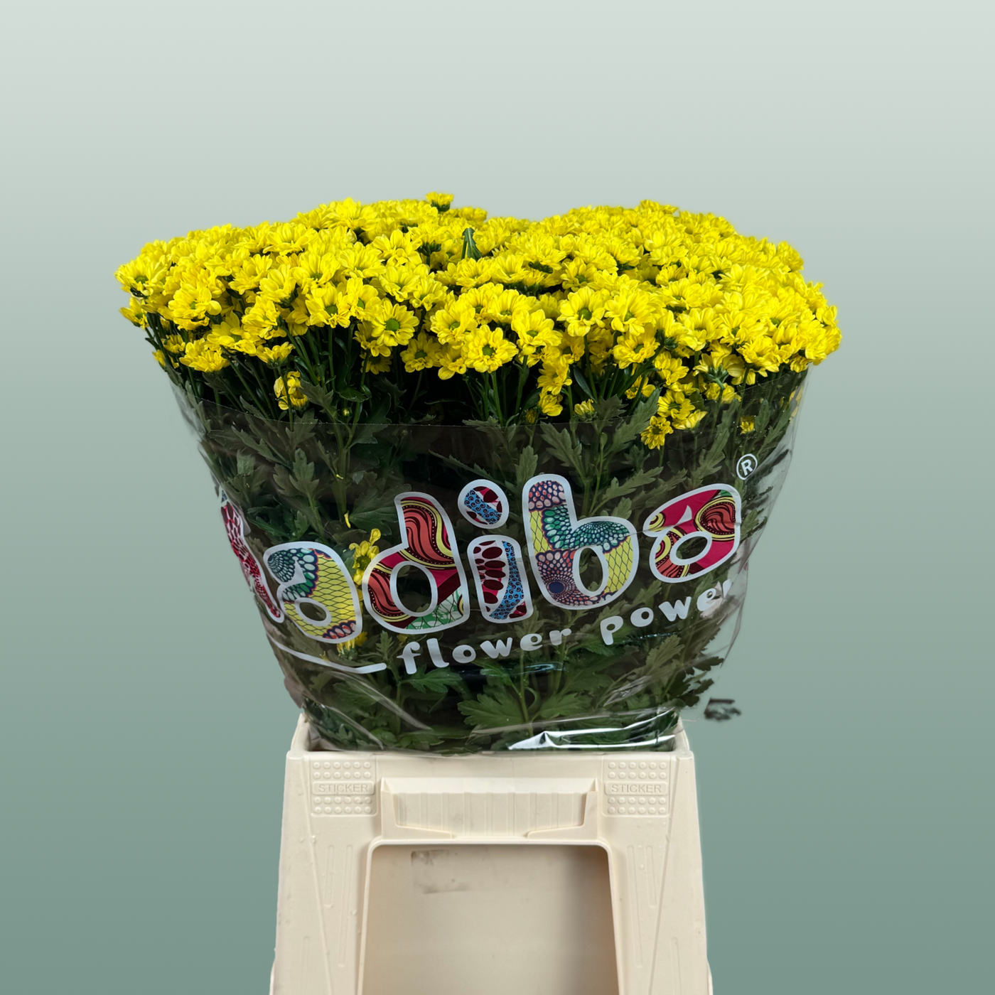Chrysanthemum Santini Madiba Ringa (25 Stems)