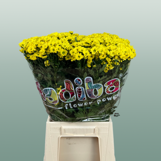 Chrysanthemum Santini Madiba Ringa (25 Stems)