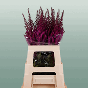 Astilbe Maggie Daley (20 Stems)