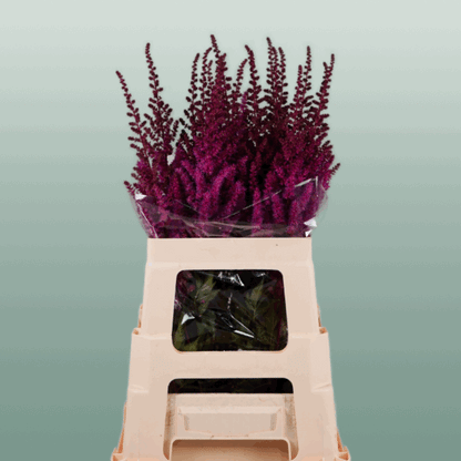 Astilbe Maggie Daley (20 Stems)