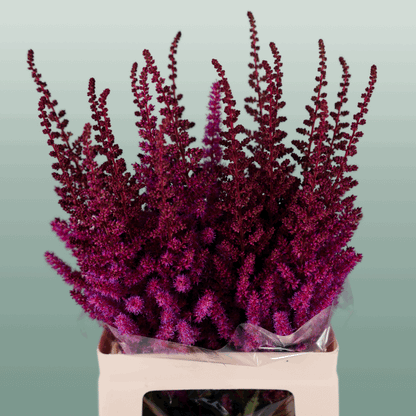 Astilbe Maggie Daley (20 Stems)