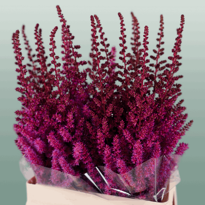 Astilbe Maggie Daley (20 Stems)
