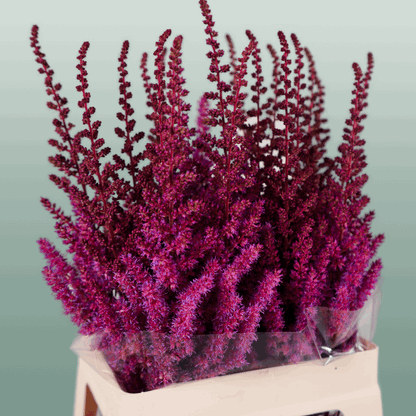 Astilbe Maggie Daley (20 Stems)
