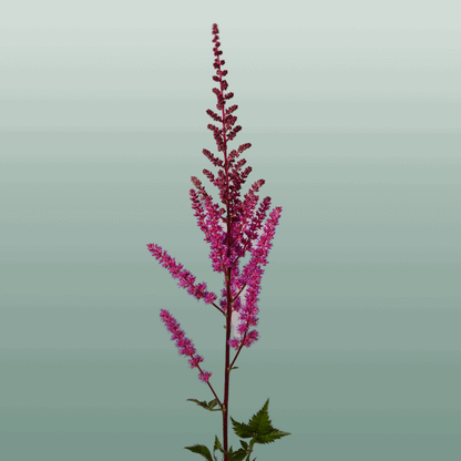Astilbe Maggie Daley (20 Stems)