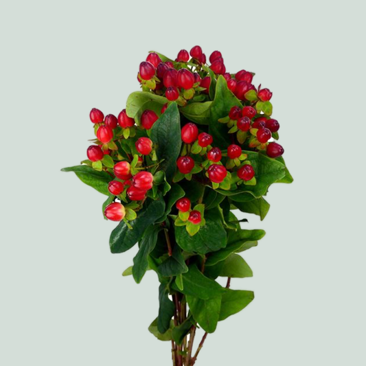 Hypericum Magical Triumph (25 Stems)