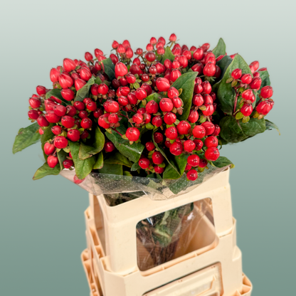 Hypericum Magical Triumph (25 Stems)