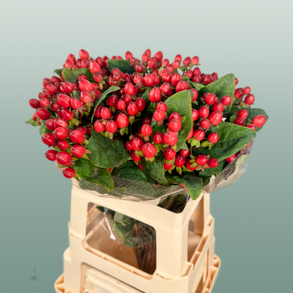 Hypericum Magical Triumph (25 Stems)