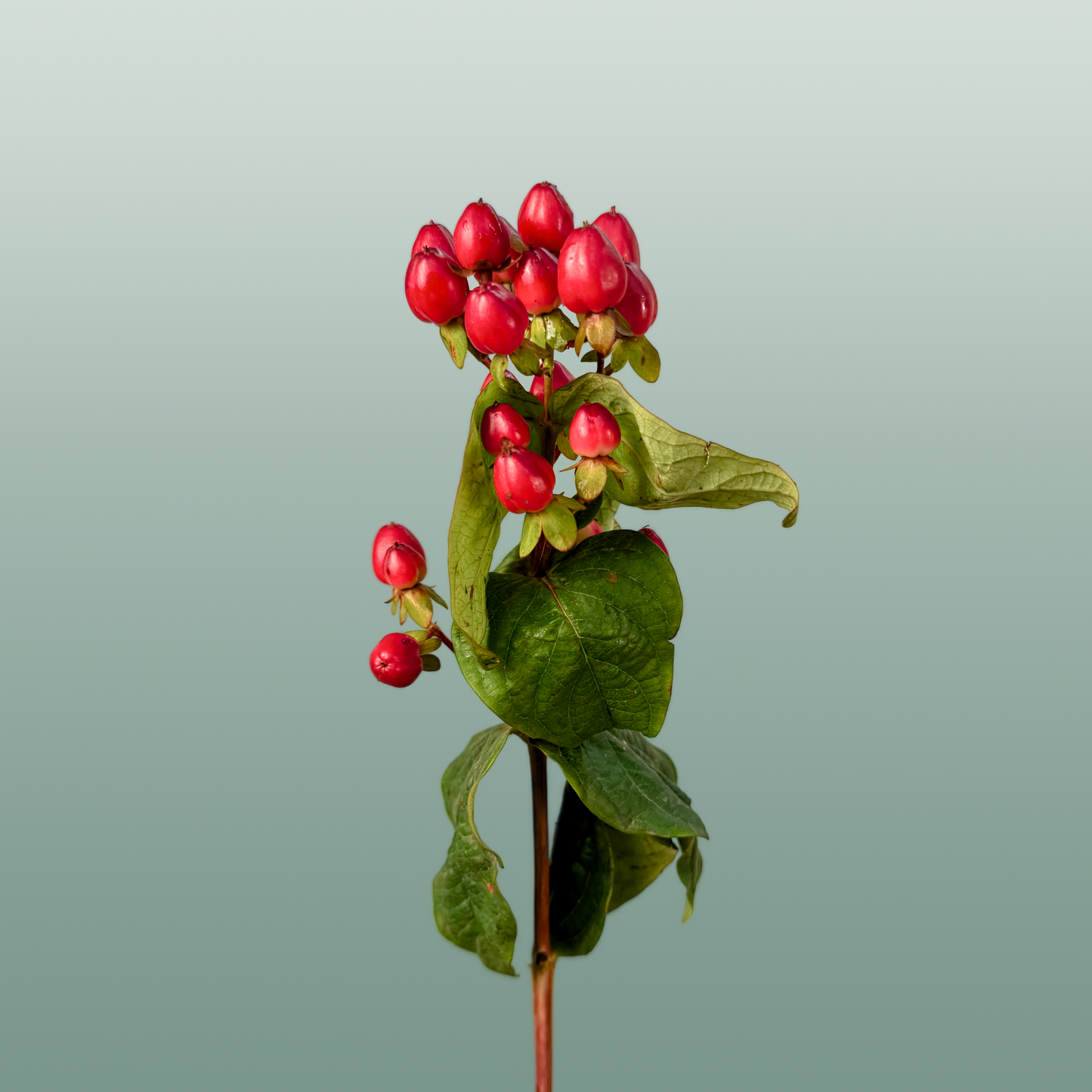 Hypericum Magical Triumph (25 Stems)
