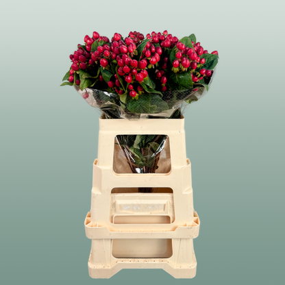 Hypericum Magical Triumph (25 Stems)