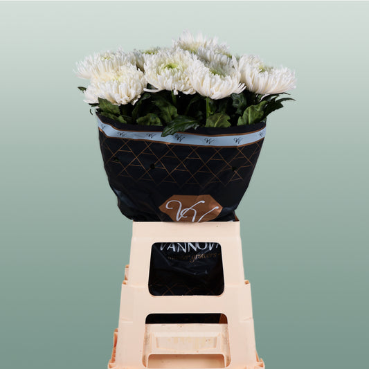 Chrysanthemum G Magnum White (10 Stems)