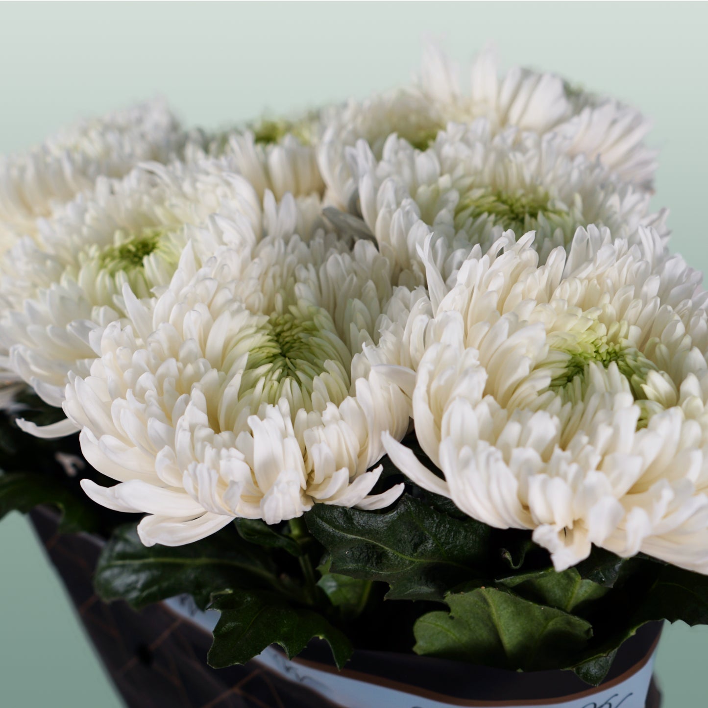 Chrysanthemum G Magnum White (10 Stems)