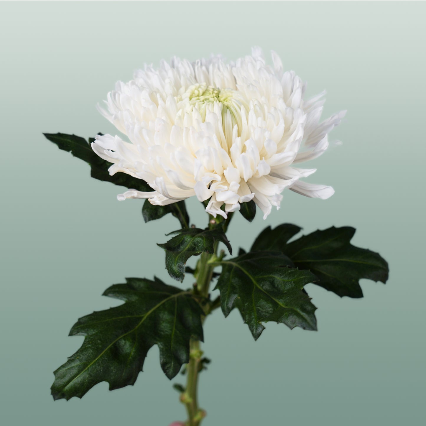 Chrysanthemum G Magnum White (10 Stems)