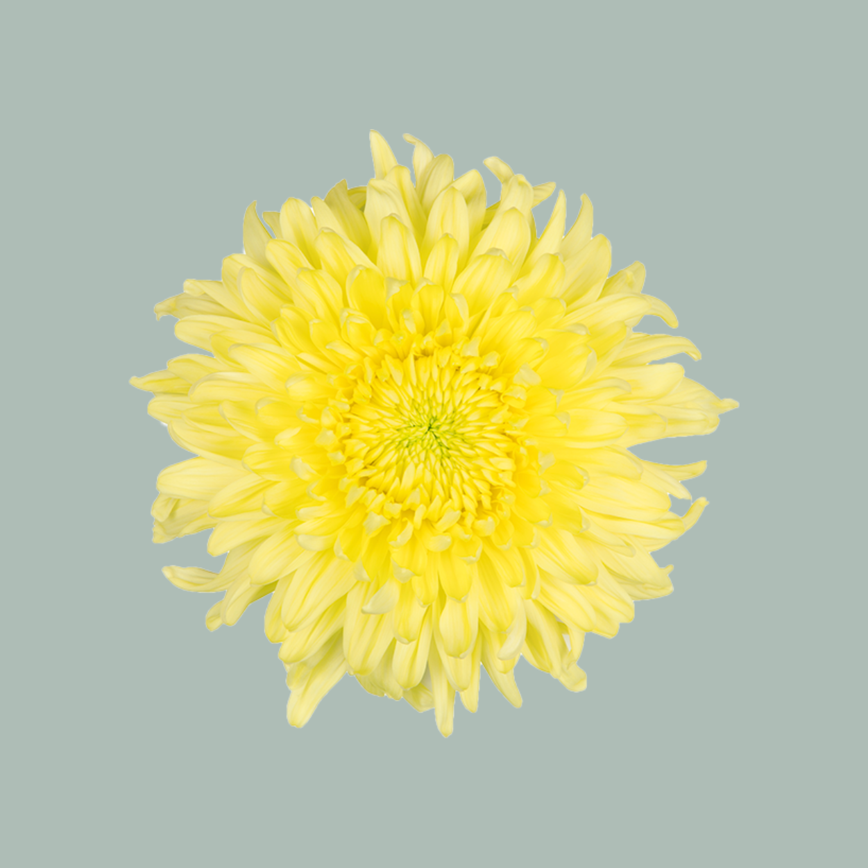 Chrysanthemum G Magnum Yellow (10 Stems)