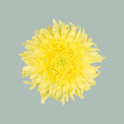 Chrysanthemum Spray Magnum Yellow