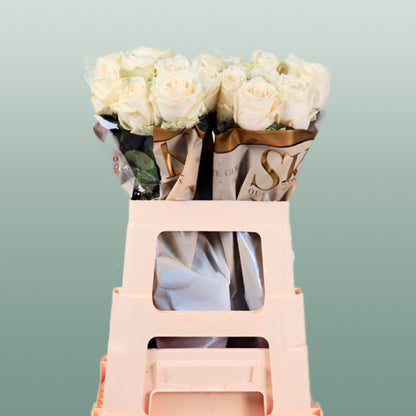 Rose Avalanche (20 Stems)