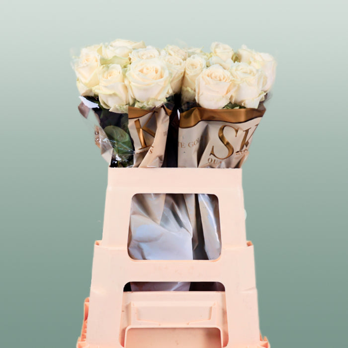 Rose Avalanche Free Choice