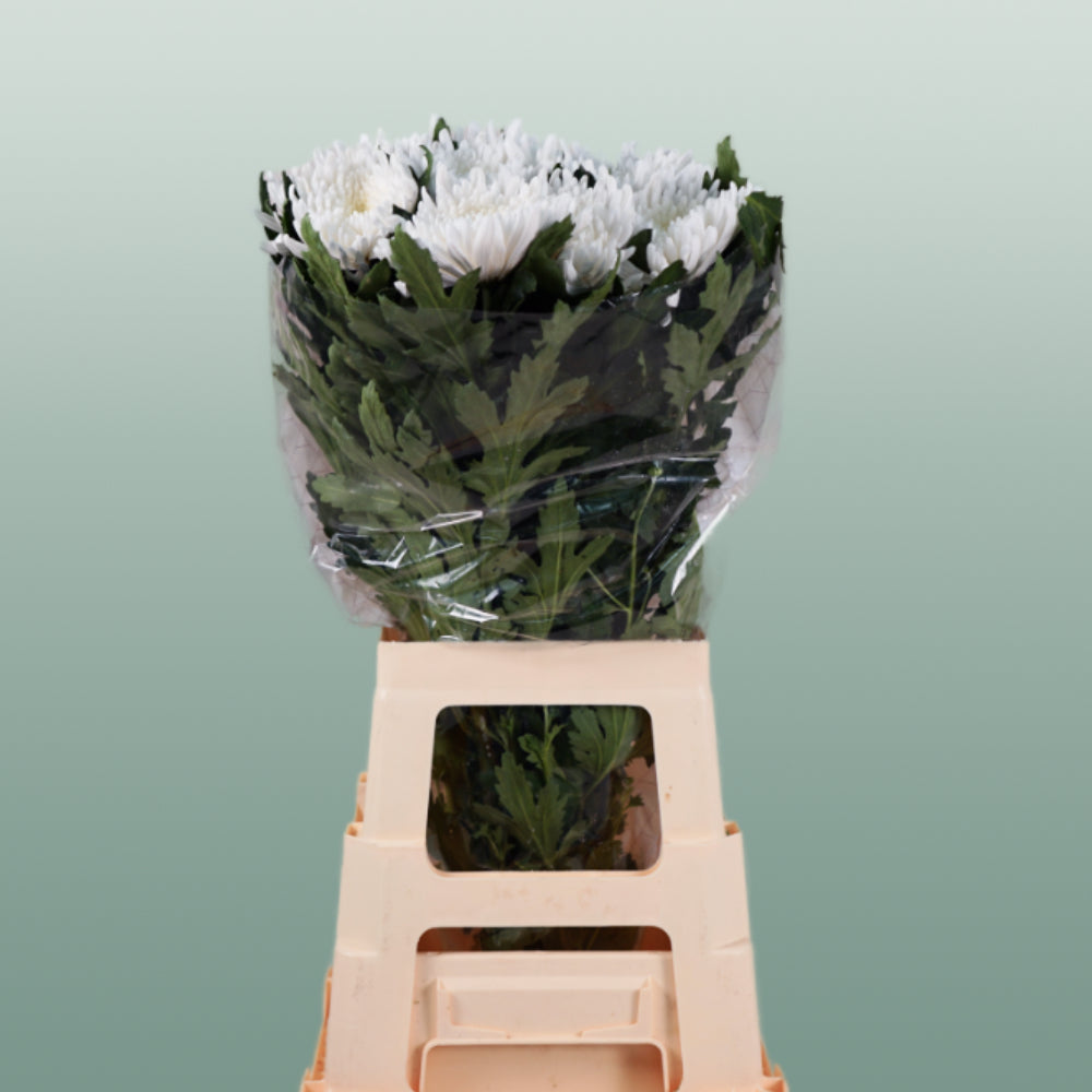 Chrysanthemum Top Spin (10 Stems)