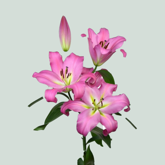 Lily Oriental Maldano (10 Stems)