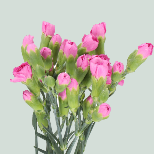 Carnation Spray Malibu (20 Stems)