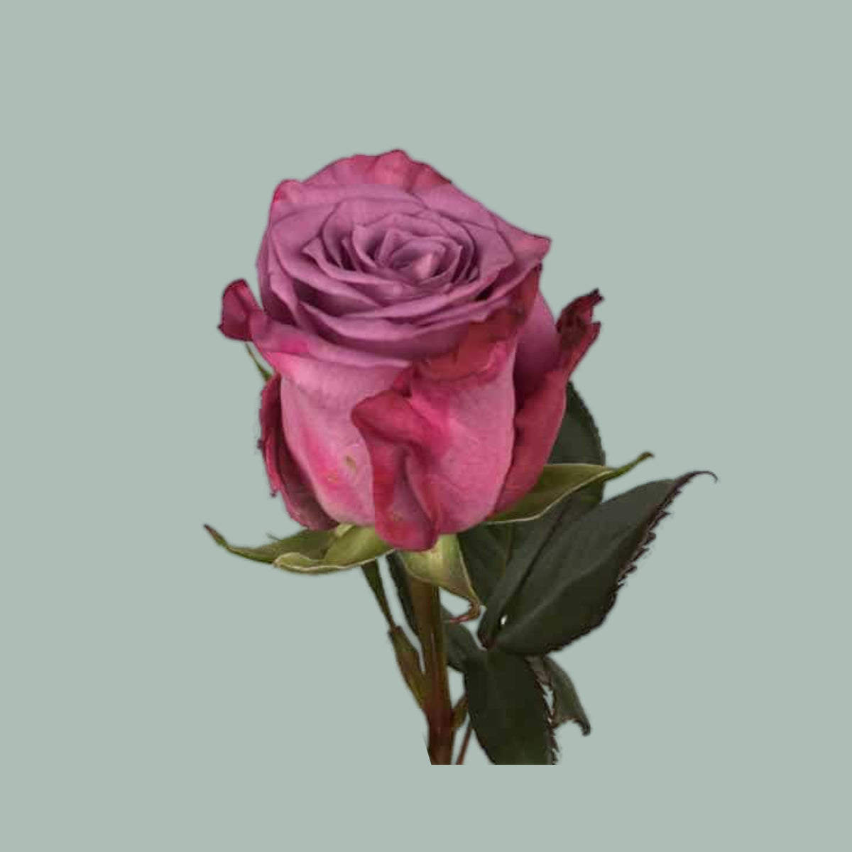 Rose Maritim