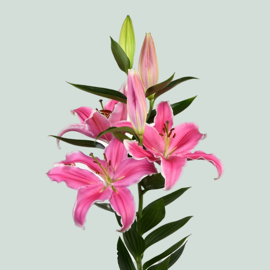 Lily Oriental Marlon (10 Stems)