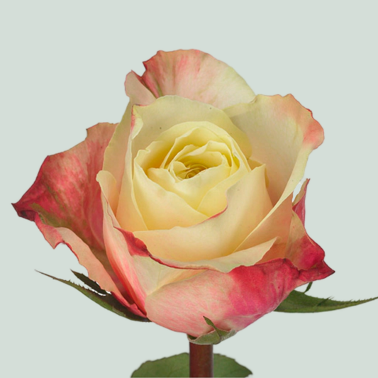 Rose Marosa (20 Stems)