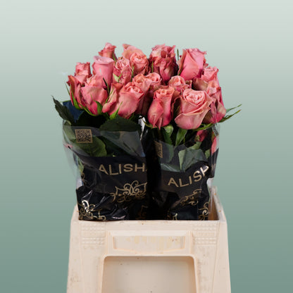 Rose Maureen (20 Stems)