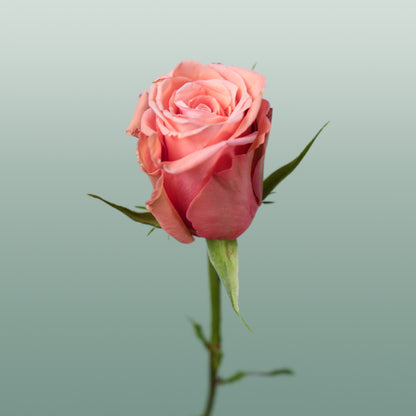 Rose Maureen (20 Stems)