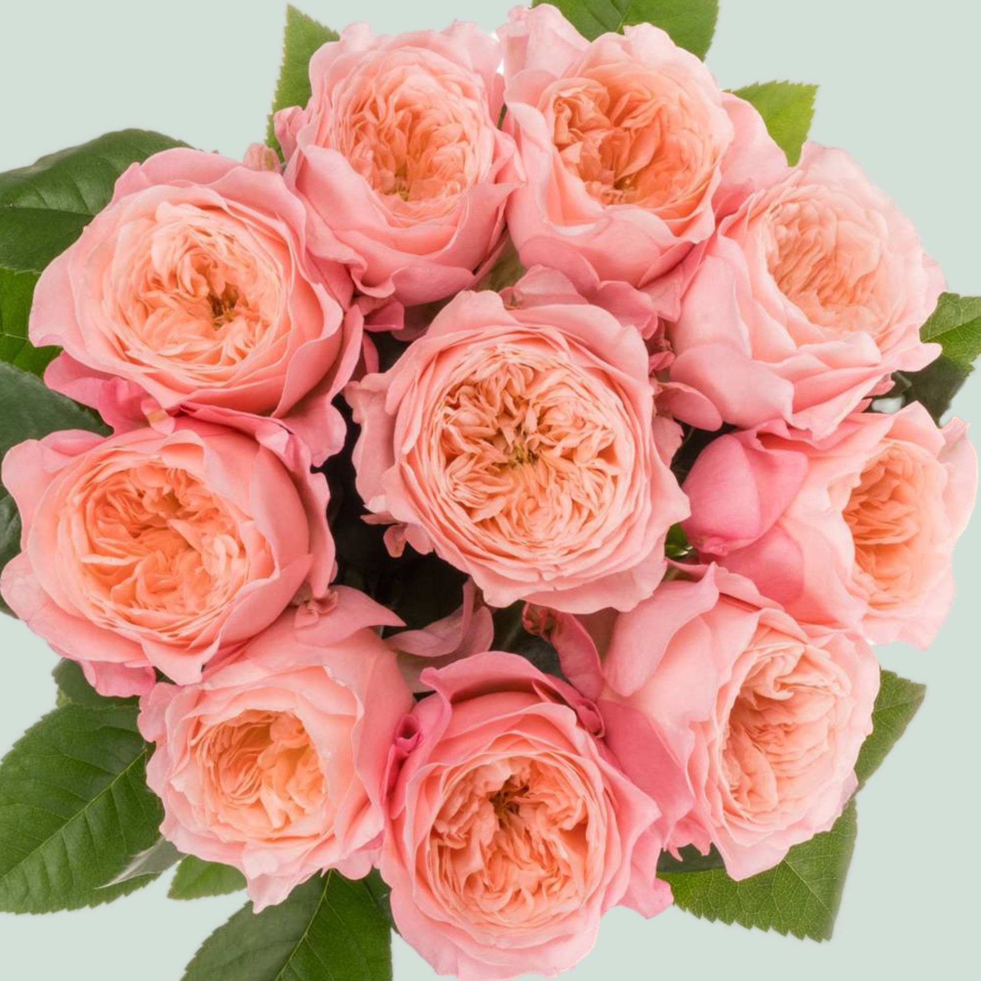 Rose May Riverside Rose Mayfield (20 Stems) – All Occasions Wholesale