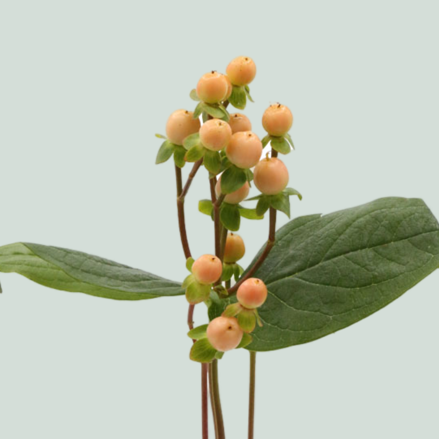 Hypericum Mellow Romance (25 Stems)