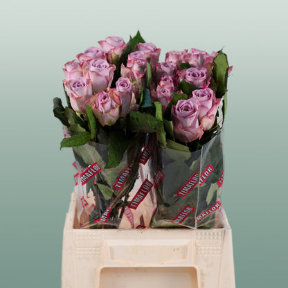 Rose Memory Lane! (20 Stems)