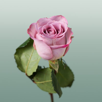 Rose Memory Lane! (20 Stems)