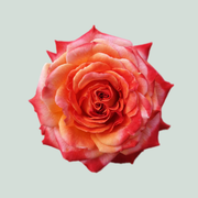 Rose Meteor (20 Stems)