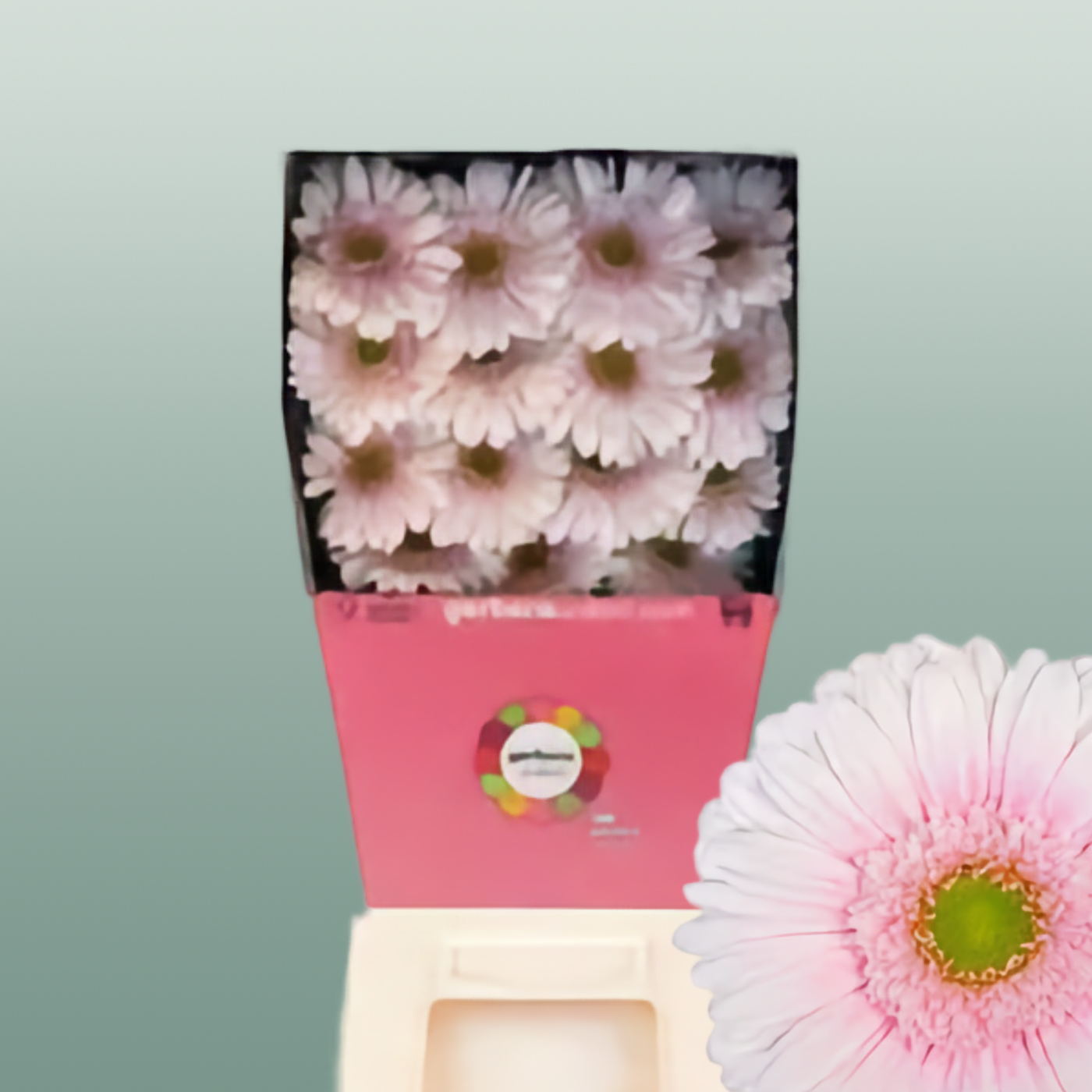 Gerbera Michelle