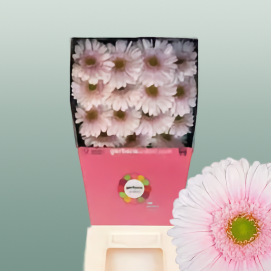 Gerbera Michelle