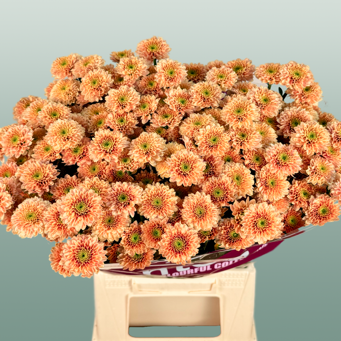 Chrysanthemum Santini Miller Smokey