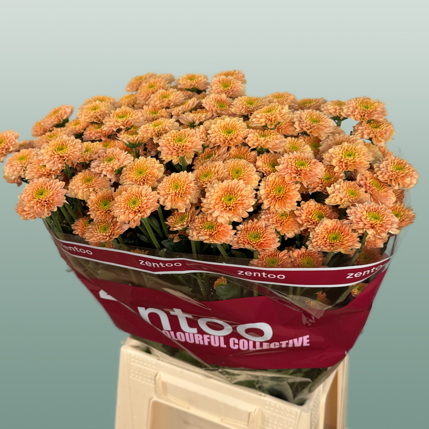 Chrysanthemum Santini Miller Smokey